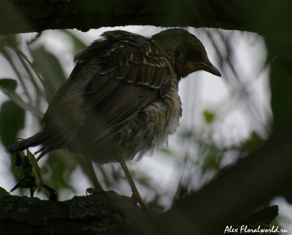 Молодой дрозд-рябинник (Turdus pilaris)
Ключевые слова: дрозд рябинник Turdus pilaris 