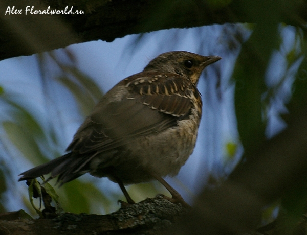 Молодой дрозд-рябинник (Turdus pilaris)
Ключевые слова: дрозд рябинник Turdus pilaris 