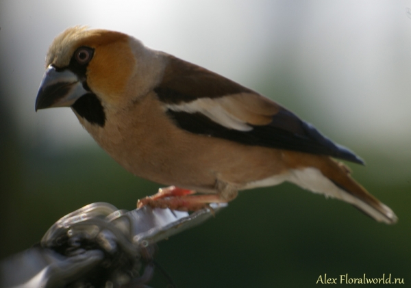 Обыкновенный дубонос (Coccothraustes coccothraustes)
Ключевые слова: Обыкновенный дубонос Coccothraustes coccothraustes