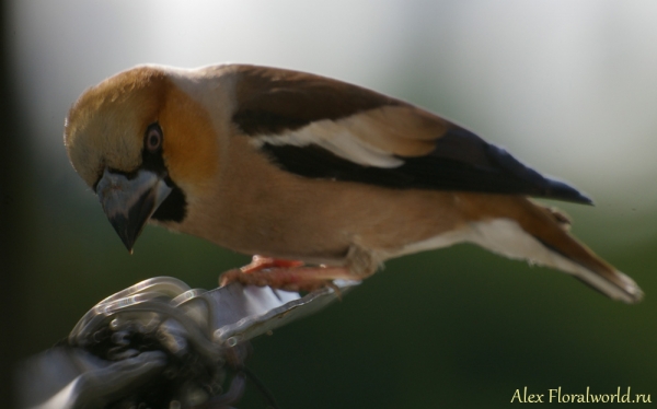 Обыкновенный дубонос (Coccothraustes coccothraustes)
Ключевые слова: Обыкновенный дубонос Coccothraustes coccothraustes