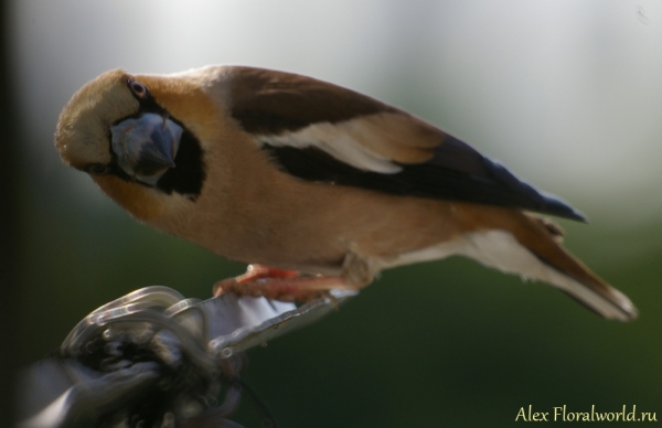 Обыкновенный дубонос (Coccothraustes coccothraustes)
Ключевые слова: Обыкновенный дубонос Coccothraustes coccothraustes