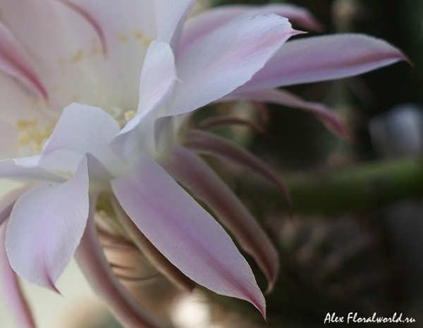 Эхинопсис (Echinopsis), фрагмент цветка
Ключевые слова: Эхинопсис Echinopsis фрагмент цветок