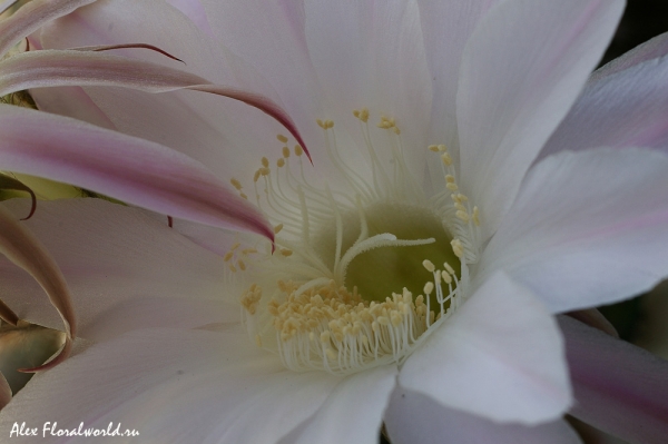 Эхинопсис (Echinopsis), цветок
Ключевые слова: Эхинопсис Echinopsis цветок