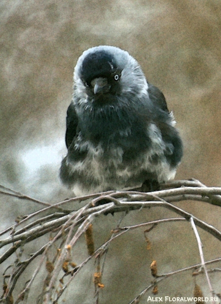 Галка (Corvus monedula), сидящая напротив балконе
Ключевые слова: галка птица зима 