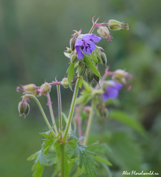 Герань луговая (Geranium pratense)
Ключевые слова: Герань луговая Geranium pratense