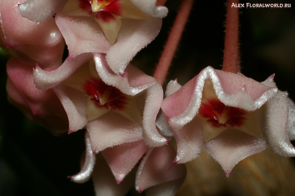 Хойя мясистая (Hoya carnosa), цветки
Ключевые слова: Хойя мясистая Hoya carnosa цветки