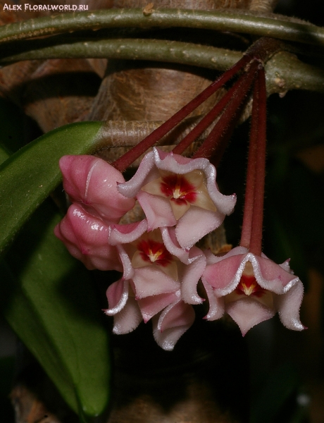 Хойя мясистая (Hoya carnosa), цветки
Ключевые слова: Хойя мясистая Hoya carnosa цветки