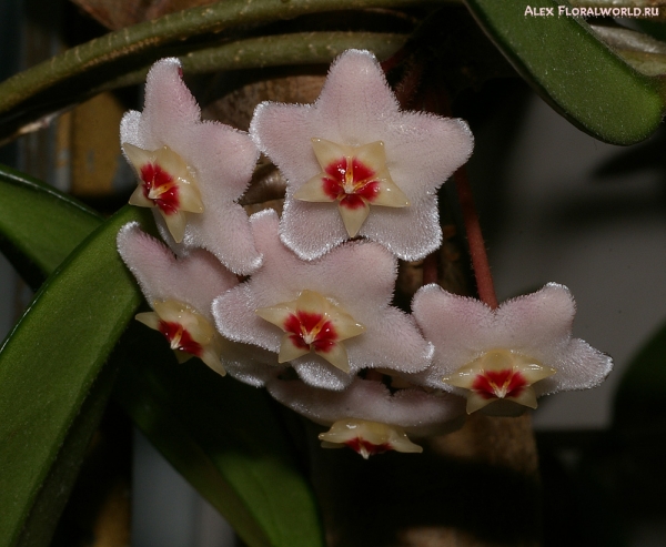 Хойя мясистая (Hoya carnosa), цветки
Ключевые слова: Хойя мясистая Hoya carnosa цветки
