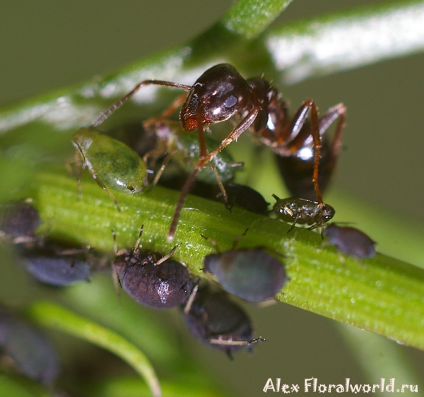 Черный садовый муравей - Lasius niger
Ключевые слова: Черный садовый муравей Lasius niger