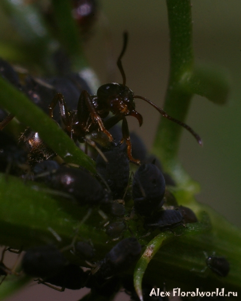 Черный садовый муравей - Lasius niger
Ключевые слова: Черный садовый муравей Lasius niger фото