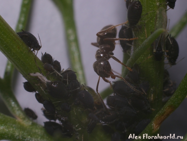 Черный садовый муравей - Lasius niger
Ключевые слова: Черный садовый муравей Lasius niger фото