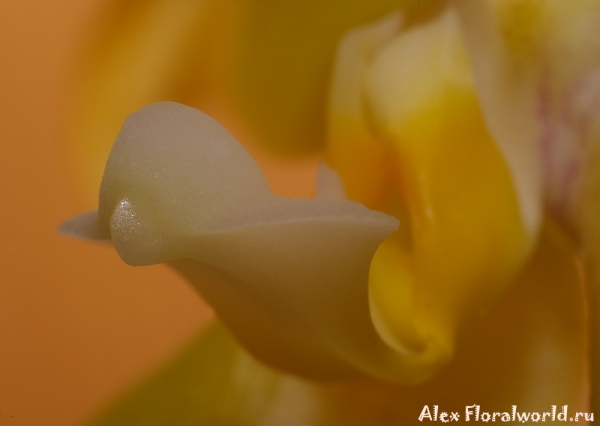 Phalaenopsis cornu-cervi alba x violacea var alba
Ключевые слова: Phalaenopsis cornu-cervi alba violacea var alba