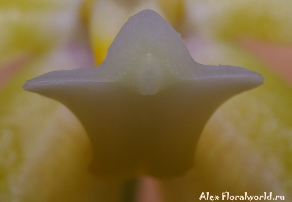 Phalaenopsis cornu-cervi alba x violacea var alba
Ключевые слова: Phalaenopsis cornu-cervi alba violacea var alba