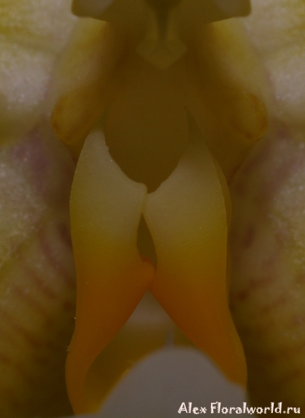 Phalaenopsis cornu-cervi alba x violacea var alba
Ключевые слова: Phalaenopsis cornu-cervi alba violacea var alba