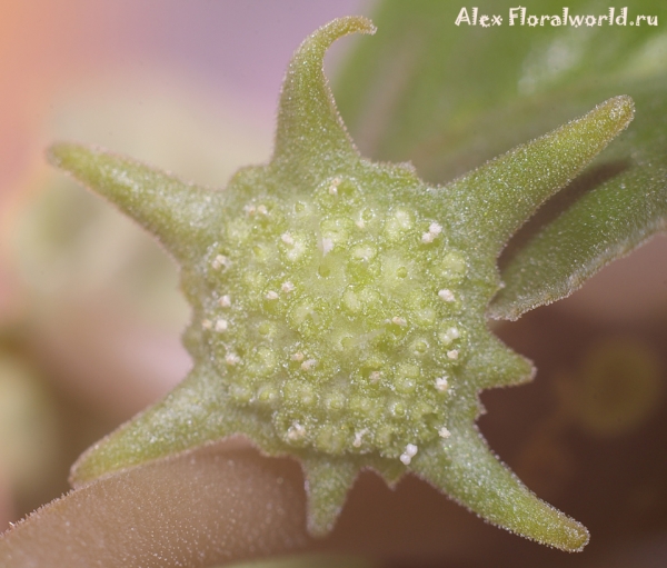 Dorstenia foetida
Ключевые слова: Dorstenia foetida