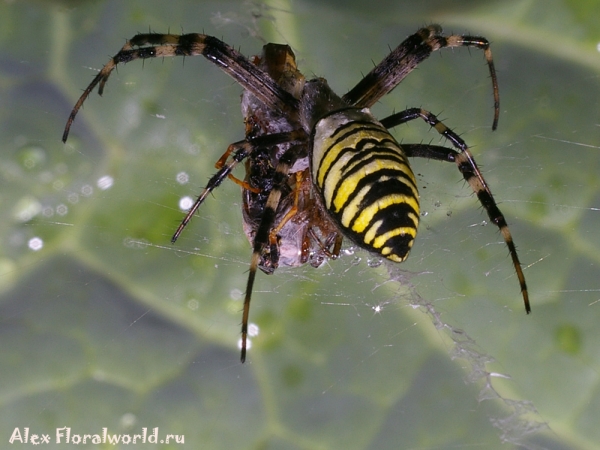 Argiope bruennichi
Ключевые слова: Argiope bruennichi фото