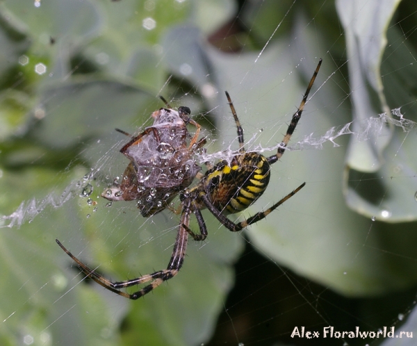 Argiope bruennichi
Ключевые слова: Argiope bruennichi фото