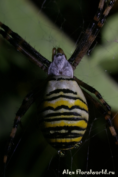 Argiope bruennichi
Ключевые слова: Argiope bruennichi фото