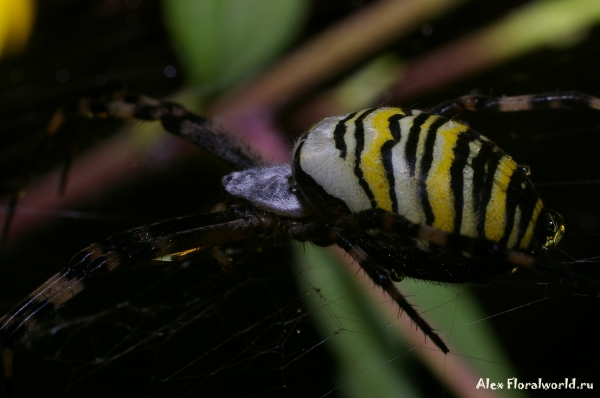 Argiope bruennichi
Ключевые слова: Argiope bruennichi фото