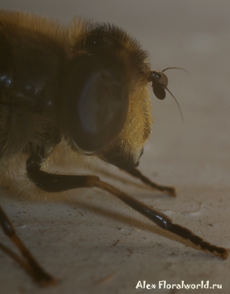 Пчеловидка
Ключевые слова: пчеловидка фото