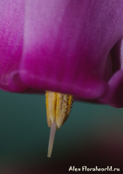 Cyclamen rohlfsianum
Ключевые слова: Cyclamen rohlfsianum фото