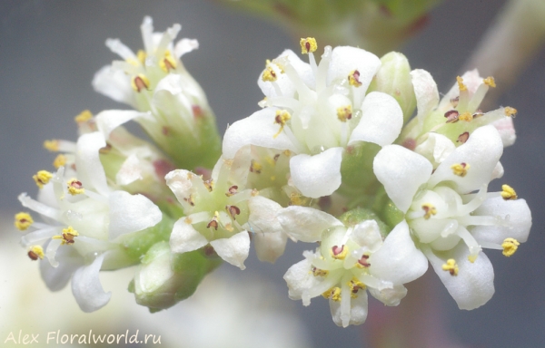 Crassula
