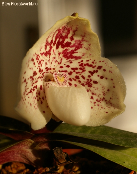 Paphiopedilum leucochilum
Ключевые слова: Paphiopedilum leucochilum photo