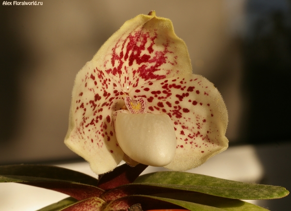 Paphiopedilum leucochilum
Ключевые слова: Paphiopedilum leucochilum photo