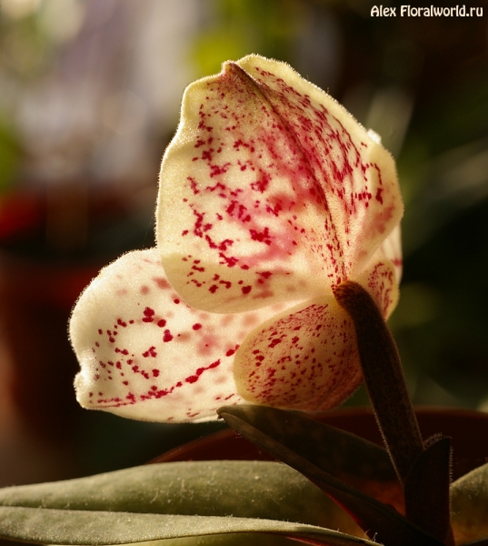 Paphiopedilum leucochilum
Ключевые слова: Paphiopedilum leucochilum photo