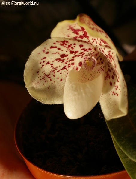 Paphiopedilum leucochilum
Ключевые слова: Paphiopedilum leucochilum photo