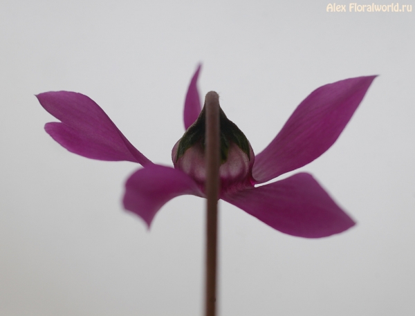 Cyclamen purpurascens 'Green Lake'
Ключевые слова: Cyclamen purpurascens Green Lake фото