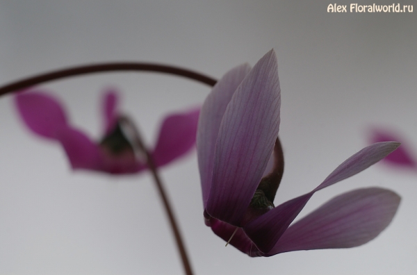  Cyclamen silver leaf
Ключевые слова: Cyclamen silver leaf фото