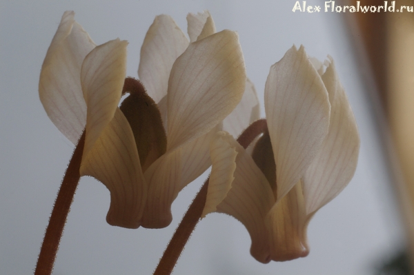 Cyclamen mirabile White
Ключевые слова: Cyclamen mirabile White фото