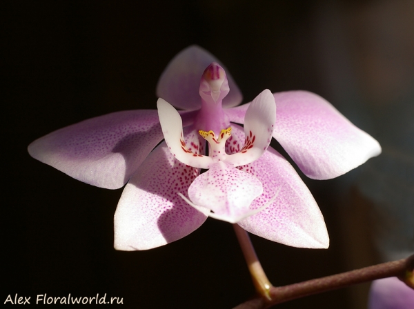 Phalaenopsis schilleriana
Ключевые слова: Phalaenopsis schilleriana фото