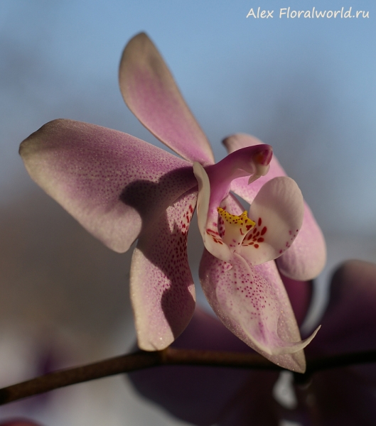 Phalaenopsis schilleriana
Ключевые слова: Phalaenopsis schilleriana фото