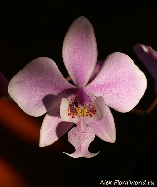 Phalaenopsis schilleriana
Ключевые слова: Phalaenopsis schilleriana фото