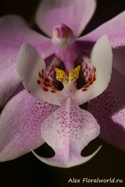 Phalaenopsis schilleriana
Ключевые слова: Phalaenopsis schilleriana фото