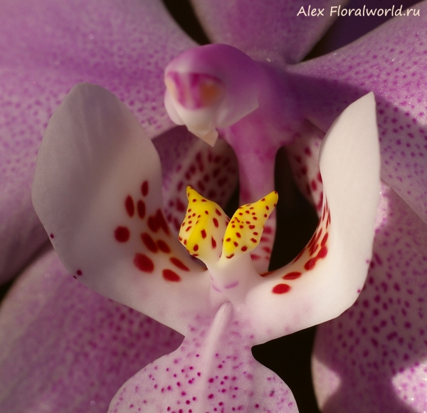 Phalaenopsis schilleriana
Ключевые слова: Phalaenopsis schilleriana фото