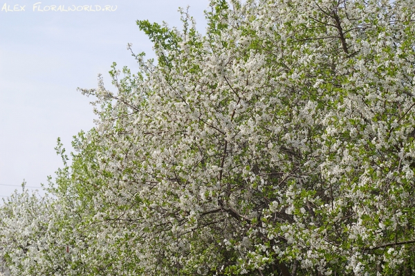 Вишня
Ключевые слова: вишня фото