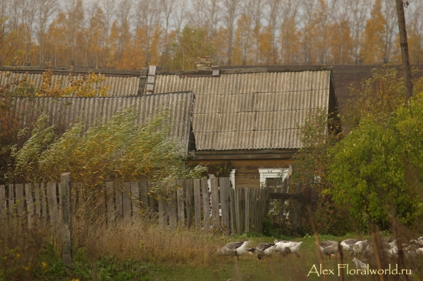 Старый дом
Ключевые слова: старый дом фото