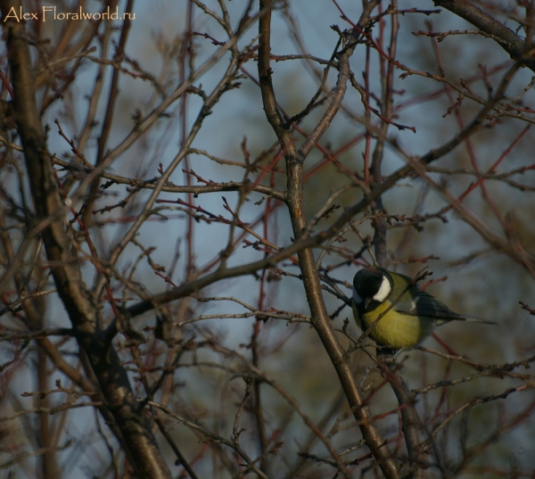 Большая синица - Parus major
Ключевые слова: Большая синица Parus major
