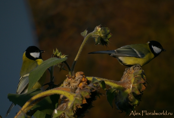 Большая синица - Parus major
Ключевые слова: Большая синица Parus major