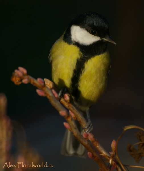 Большая синица - Parus major
Ключевые слова: Большая синица Parus major
