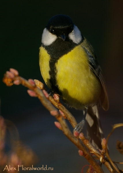 Большая синица - Parus major
Ключевые слова: Большая синица Parus major