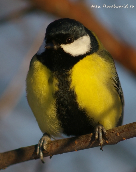 Great Tit - Parus major
Ключевые слова: Great Tit Parus major