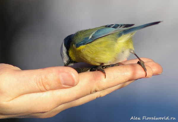 Parus caeruleus
Ключевые слова: Parus caeruleus