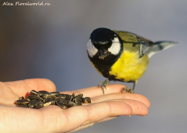 Great Tit - Parus major
Ключевые слова: Great Tit Parus major