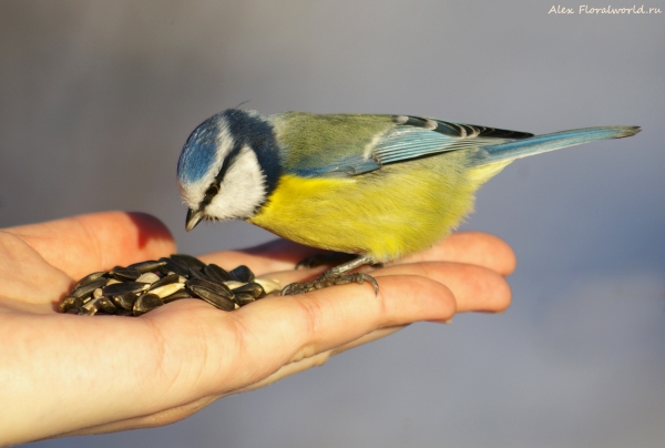 Parus caeruleus
Ключевые слова: Parus caeruleus