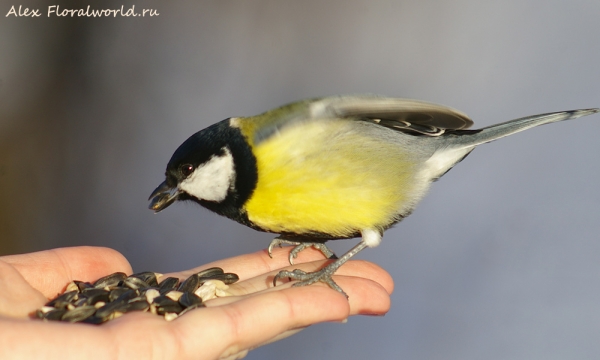 Great Tit - Parus major
Ключевые слова: Great Tit Parus major