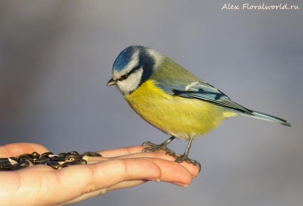 Parus caeruleus
Ключевые слова: Parus caeruleus